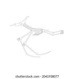 Pterodactyl Skeleton Drawing On White Background