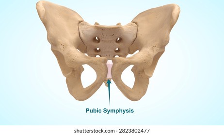 Pubic symphysis or non moving joint 3d illustration