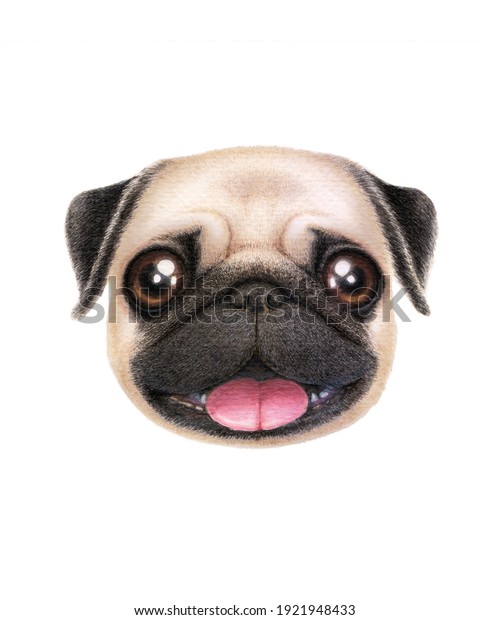 白い背景に水彩画の犬イラスト水彩画 パグクリップアートパグポートレートドッグペイントの犬イラスト ペットの犬の犬の犬の犬の犬の犬の犬の犬の犬 のポートレート白い背景 のイラスト素材