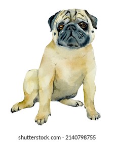 Pug.  Portrait dog. Watercolor hand drawn illustration