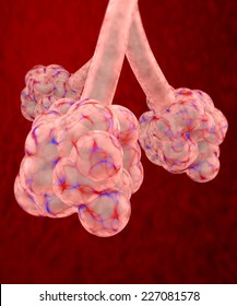 Pulmonary Alveolus, Lung Lobule