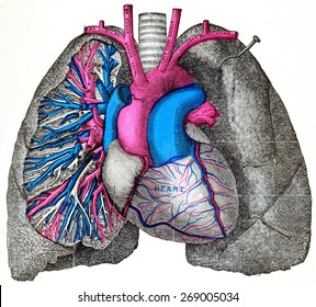 The Pulmonary Artery And Aorta, Vintage Engraved Illustration. 