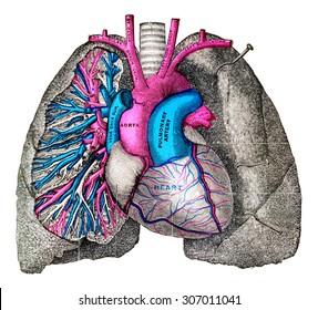 The Pulmonary Artery And Aorta, Vintage Engraved Illustration.
