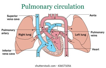 Pulmonary Circulation Illustration On White Background