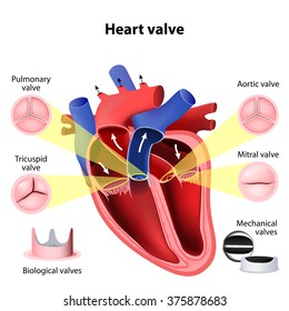 Pulmonary, Tricuspid, Aortic and Mitral valve. Biological valves and Mechanical valves