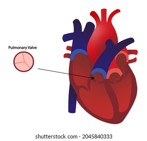 Pulmonary Valve of the Humans Heart. Valve anatomy position.