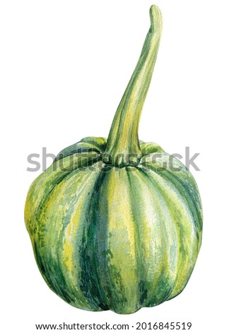 Pumpkin on isolated white background, watercolor illustration