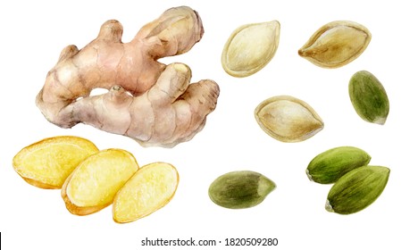 Pumpkin Seeds Ginger Root And Slice Set Watercolor Painting Isolated On White Background