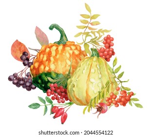 Pumpkins  mountain ash  chokeberry   rosehip  Autumn still life  The image is hand  drawn   isolated white background  Watercolour 