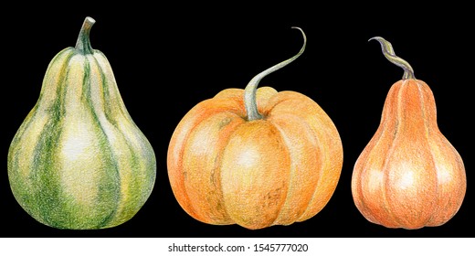 pumpkins set  harvest festival  image and colored pencils  isolated elements  black background  ecological   natural  hand drawn collection  for autumn design 