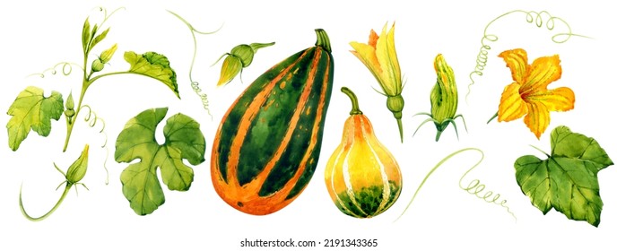 Pumpkins watercolor  Autumn clip art  Pumpkins  flowers  leaves painted in watercolor  Decor for the holidays  For the design postcards  packages  etc 