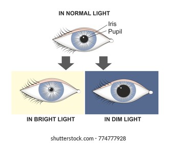 The Pupillary Reflex Controls The Diameter Of The Pupil, In Response To The Light. The Pupil Dilates In The Dark Or Dim And Constricts In The Brigth Light. 