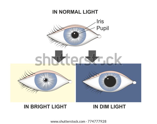 瞳孔反射は 光に応じて瞳孔の直径を制御します 瞳は暗い中または薄暗い中で膨張し 明るい光の中で収縮する のイラスト素材