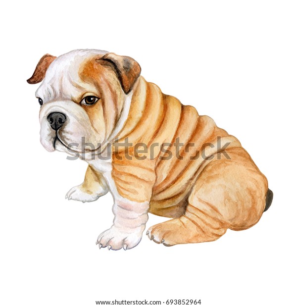 白い背景に子犬の英語のブルドッグ かわいいリアルな犬 水の色 イラトス テンプレート のイラスト素材