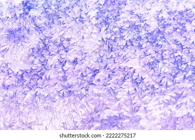 Purple abstract leaf pattern background. engraving technique.