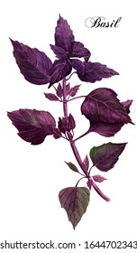 Purple Basil Watercolor Illustration, Culinary Herb Drawing, Basil Plant Painting