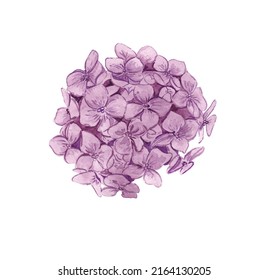 Purple Burgundy Watercolour painted hydrangea