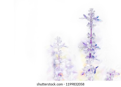 Purple flower or lavender flowers in watercolor painting.