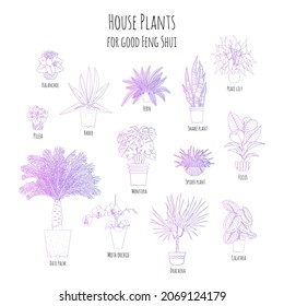 Purple Gradient Set Of Potted Houseplants For Good Feng Shui With Names. Line Art Style Illustration