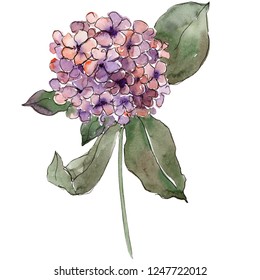 Purple hydrangea. Floral botanical flower with green leaves. Isolated hydrangea illustration element. Watercolor background illustration set on white background.