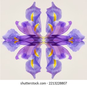 Purple Iris Abstract Stock Image.