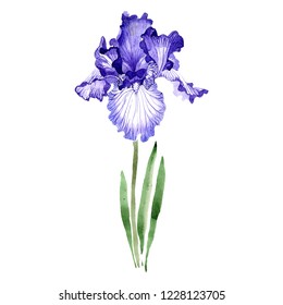 Purple iris. Floral botanical flower. Wild spring leaf wildflower isolated. Watercolor background illustration set. Isolated iris illustration element.