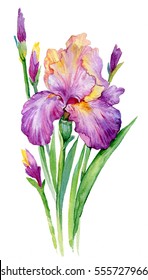 purple iris. illustration watercolor iris/ flower isolated on white background