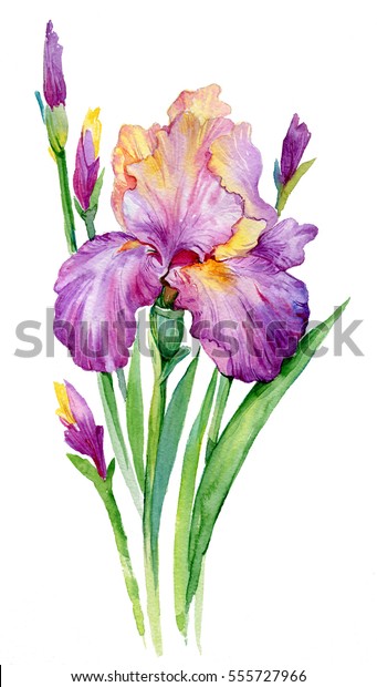 紫のアヤメ 白い背景にイラトスの水彩のアヤメ 花 のイラスト素材