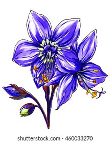 Purple Jacobs Ladder Flower Blossom Hand Stock Illustration 460033270 ...