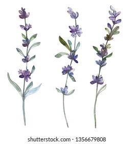 Purple Lavender Floral Botanical Flower. Wild Spring Leaf Wildflower Isolated. Watercolor Background Illustration Set. Watercolour Drawing Fashion Aquarelle. Isolated Lavender Illustration Element.