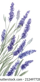 Purple Lavender Flower Border, Watercolor Painting Hand Drawn And Painted, Isolated On White Background