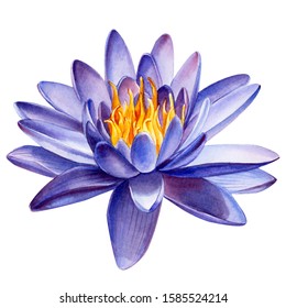 purple lotus flower an isolated white background  watercolor botanical painting