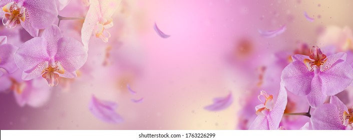Purple orchid flowers with flying petal on a pink gradient background. Beautiful wallpaper or greeting card. Long banner or template with free space. 