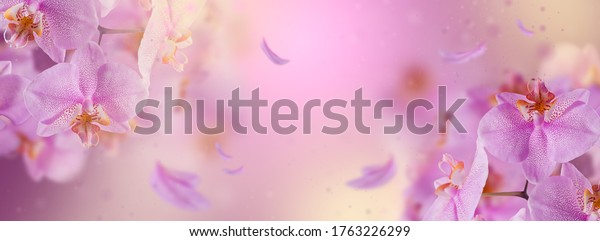 Purple orchid flowers with flying petal on a pink gradient background. Beautiful wallpaper mural design. 