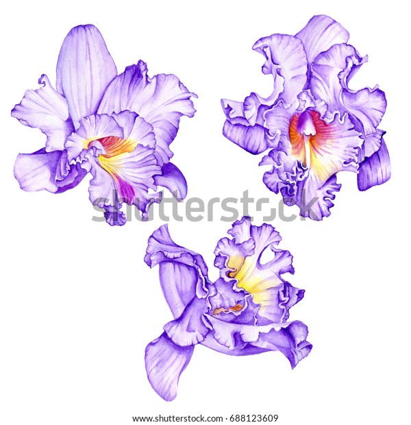 紫のラン 熱帯の花 白い背景に水彩イラスト のイラスト素材