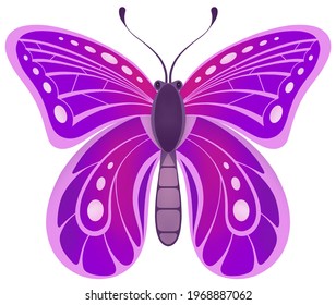 purple and pink butterfly illustration