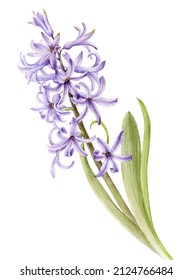 Purple spring flower hyacinth. Watercolor illustration of a delicate bright hyacinth flower with leaves.