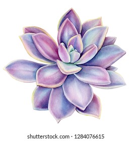 purple succulent on an isolated white background, watercolor illustration, botanical painting