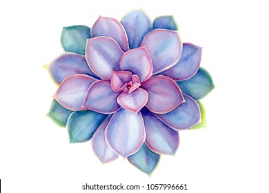 purple succulents, echeveria, watercolor illustration botanical painting