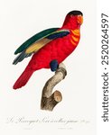 The Purple-Naped Lory, Lorius domicella by Francois Levaillant. Vintage lory bird art drawing illustration, lory bird old painting art print. Watercolor lory bird and wildlife illustration.