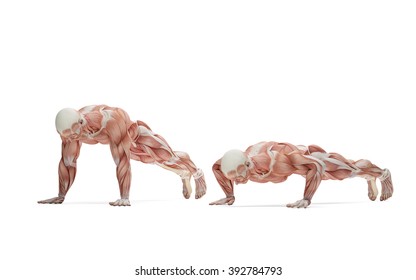 Push Up Exercise. Anatomical Illustration. Isolated Over White. Contains Clipping Path