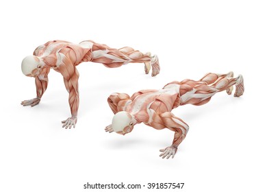 Push Up Exercise Position. Anatomical Illustration. Isolated Over White With Clipping Path