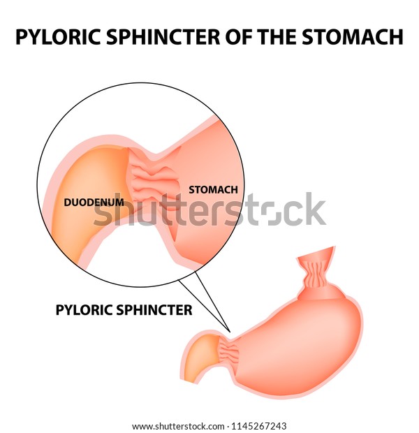 Pyloric sphincter of the stomach
duodenum. Pylorus. Infographics. image on isolated
background.