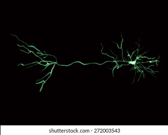 Pyramidal Neurons Are Found In The Cerebral Cortex, The Hippocampus And The Amygdala/ Pyramidal Neuron, Fluorescence-marked