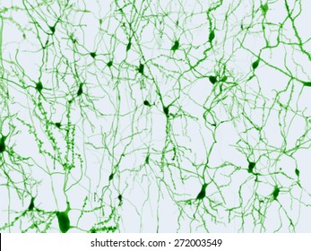 Pyramidal Neurons Are Found In The Cerebral Cortex, The Hippocampus And The Amygdala/ Pyramidal Neurons