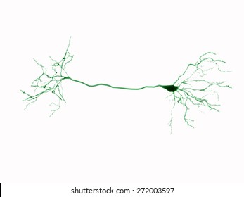 Pyramidal Neurons Are Found In The Cerebral Cortex, The Hippocampus And The Amygdala/ Pyramidal Neuron