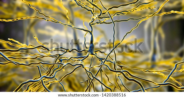 Pyramidal neurons, human brain cells, 3D\
illustration. Human nervous\
system