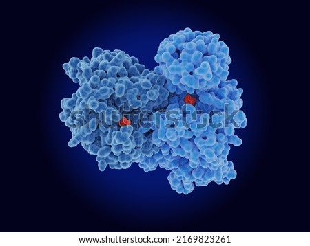 Pyruvate Kinase M2  (PKM2) dimer. PKM2 plays key roles in reprogramming cancer cells from energy production to growth (Warburg Effect).  PDB entry: 6WP3. 3d rendering Stock photo © 