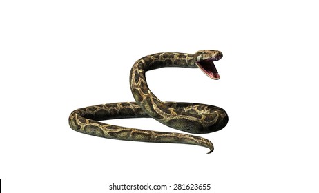 Python Snake Isolated On White Background Stock Illustration 281623655 ...