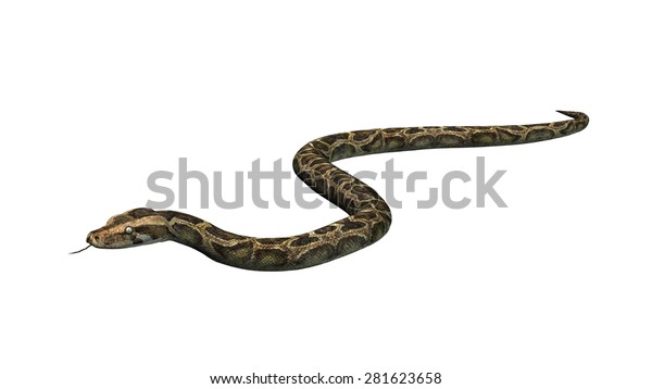 Python Snake Isolated On White Background Stock Illustration 281623658 ...